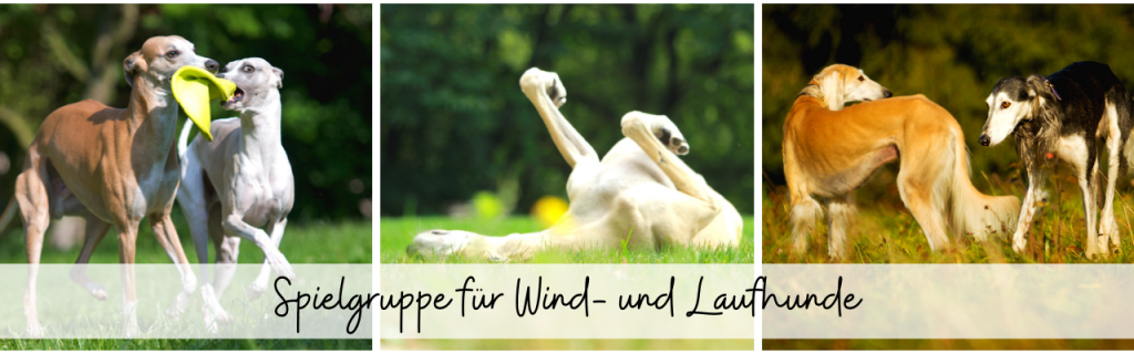 Spiel Windhunde