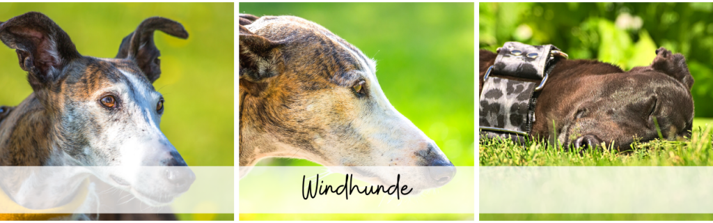 Windhunde