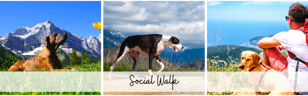 social w
